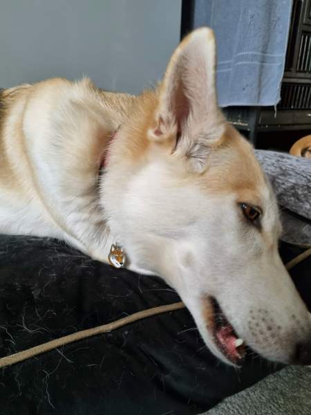 wolfdog flasheart uk.jpg